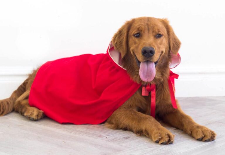 Little Red Riding Hood Dog Costume tutorial from Do It Yourself Divas ...